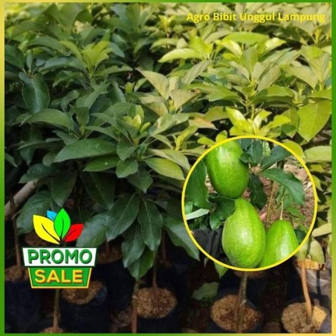 

Bibit Alpukat Siger 1 Meter Tanaman Okukasi Cepat Berbuah