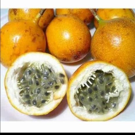 

Bibit Tanaman Buah Markisa Manis