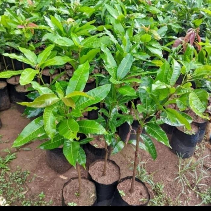 

Bibit Tanaman mangga kuweni / kweni tinggi 1meter