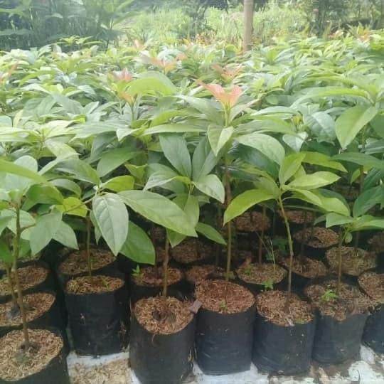 

tanaman buah bibit alpuket/mentega