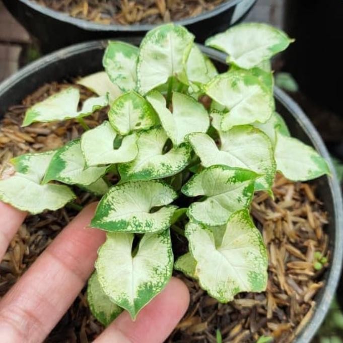 

Bibit Tanaman Hias Singonium keladi Mini Putih