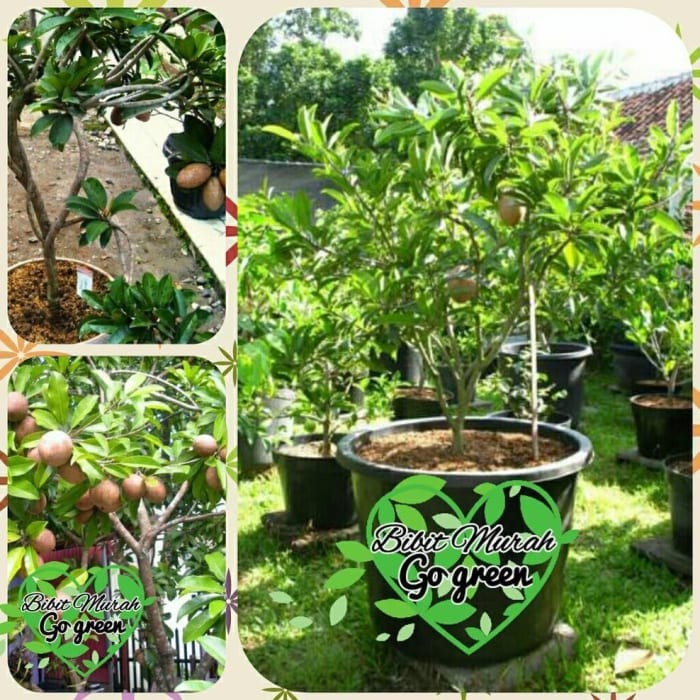 

Bibit Tanaman Buah Sawo Jumbo Sudah Berbuah dobpse 5855du