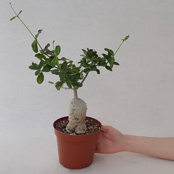 Tanaman hias fockea edulis caudex bonggol wild specimen