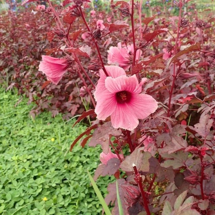 (Allthebest) Tanaman Hibiscus Red Panama / Cranberry Hibiscus