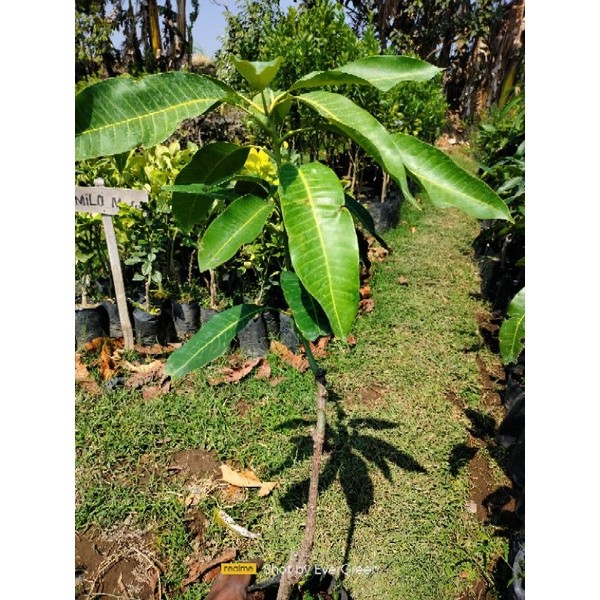 Bibit Mangga Harum Manis/Tanaman Mangga Harum Manis