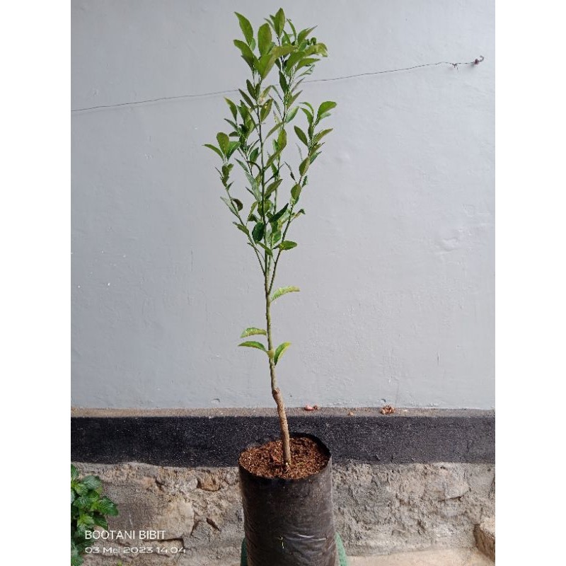 Bibit Jeruk Santang Madu 100%valid