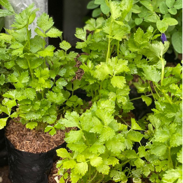 TANAMAN SELEDRI / TANAMAN SAYUR / SELEDRI