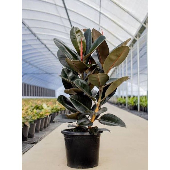 Karet Kebo Merah Ficus Elastica Burgundy Segar