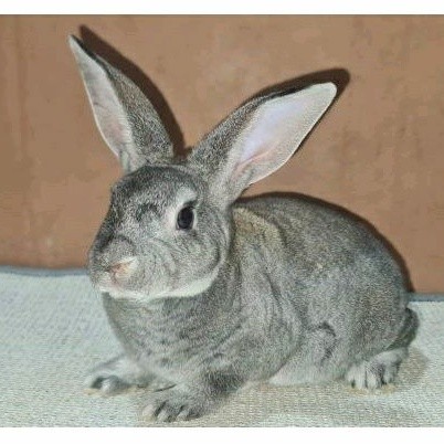 Kelinci Rex Bulu Karpet