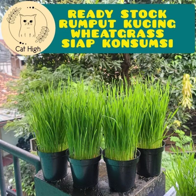 

Andrianbijaksana Rumput Kucing Wheatgrass Rumput Gandum Catgrass Fresh Siap Konsumsi