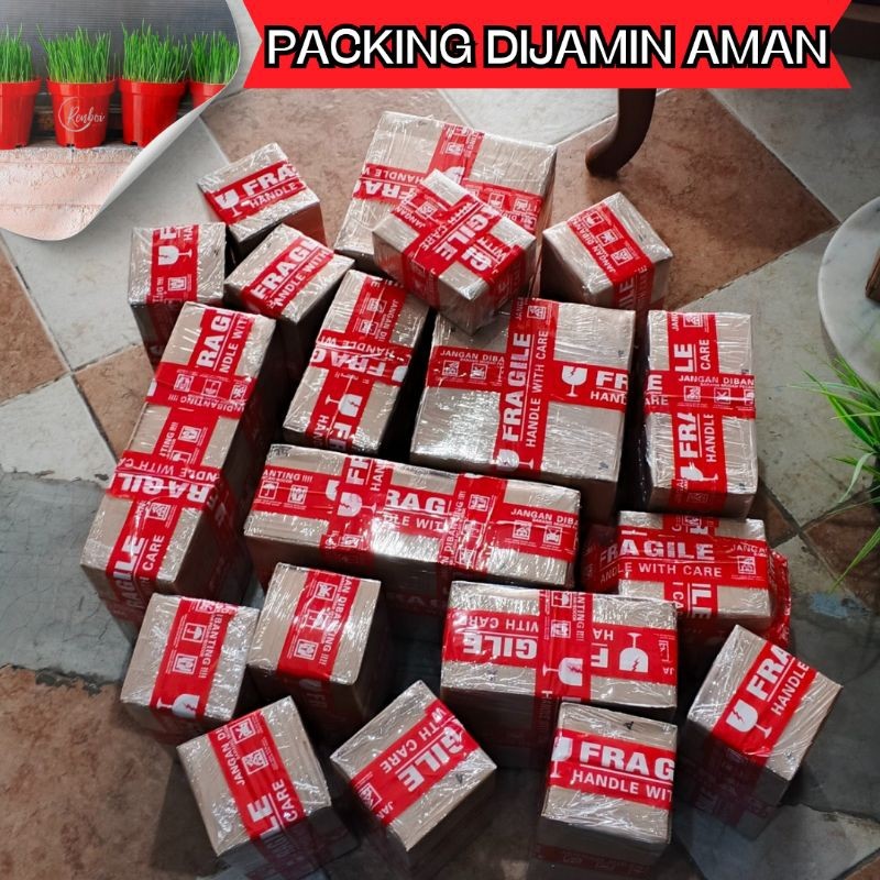 

Andrianbijaksana Rumput Kucing Catgrass Termurah Siap Makan Anti Hairball