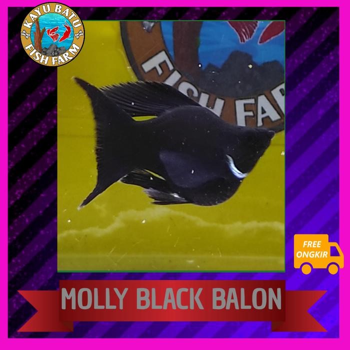 PREMIUM [BALON] Ikan Molly Black Balon/ Ikan Molly Balon Hitam Ekor Cawang