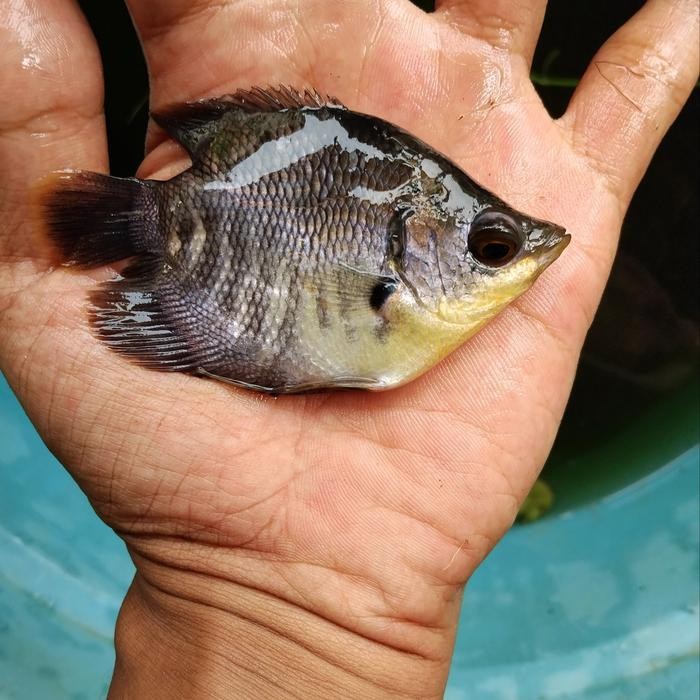 PREMIUM bibit gurame short body balon unik rare item