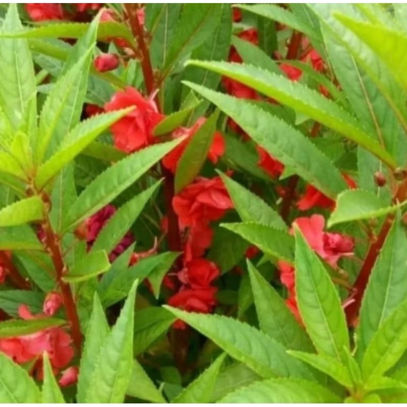 Pinan Shop 300 Bibit Biji Bunga Pacar Air#Pehong#Merah Mawar Tumpuk Besar