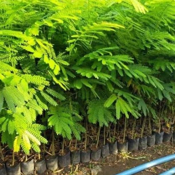 10 Bibit Tanaman Sengon/Pohon Sengon