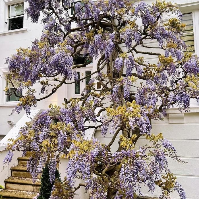 Bibit Tanaman Rambat Bunga Ungu Wangi Wisteria Cina (Wisteria Sinensis)