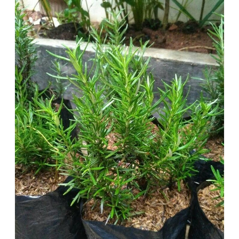 

TERMURAH Bibit / Taan Rosemary / obat herbal / bumbu masakkan READY STOCK