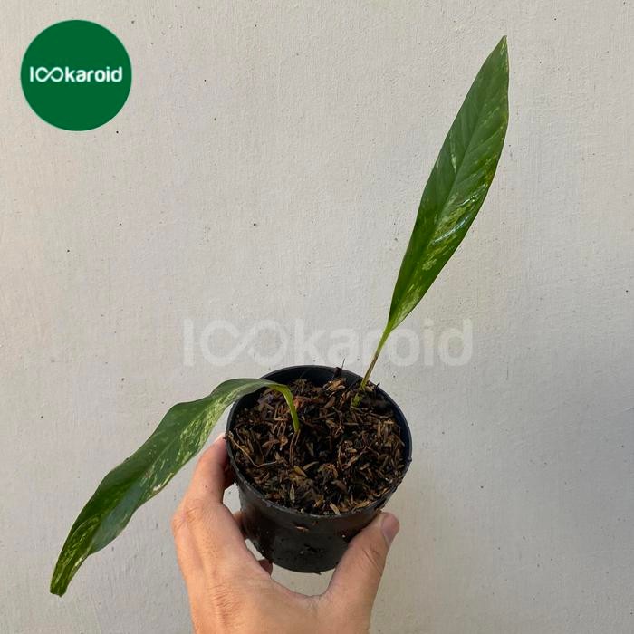 Tanaman Hias Rhaphidophora Megasperma Variegata / Megasperma Varigata Kode 1270