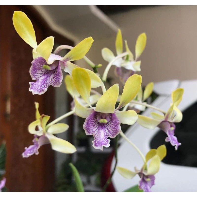 Seedling Anggrek Dendrobium Besi / Dendrobium Violaceoflavens