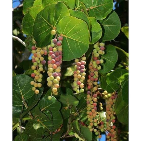 Tanaman Coccoloba Uvifera - Tanaman Pohon Anggur Laut Bibit