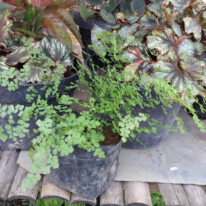 Bibit Tanaman Hias Suplir...Daun Suplir Kecil