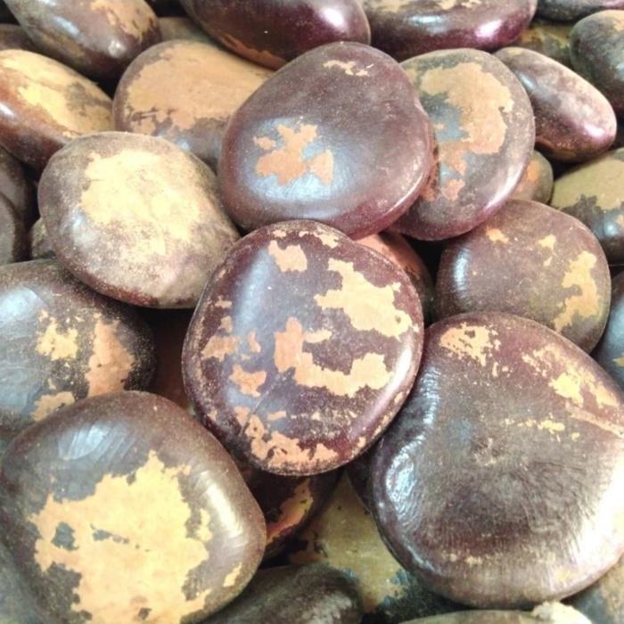 

TERMURAHH!! Bendo 500 gram - Biji Bendo Kering - Bendho