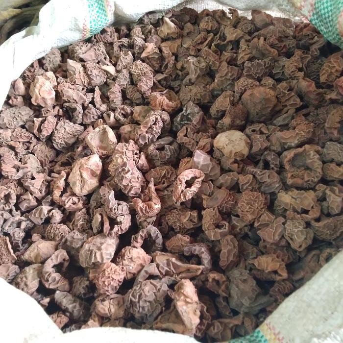 

TERMURAHH!! Kulit Daging Pala Kering 1kg / Kulit Daging Buah Pala Kering