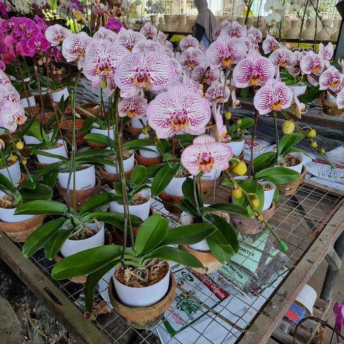 anggrek bulan putih strip ungu pot plastik