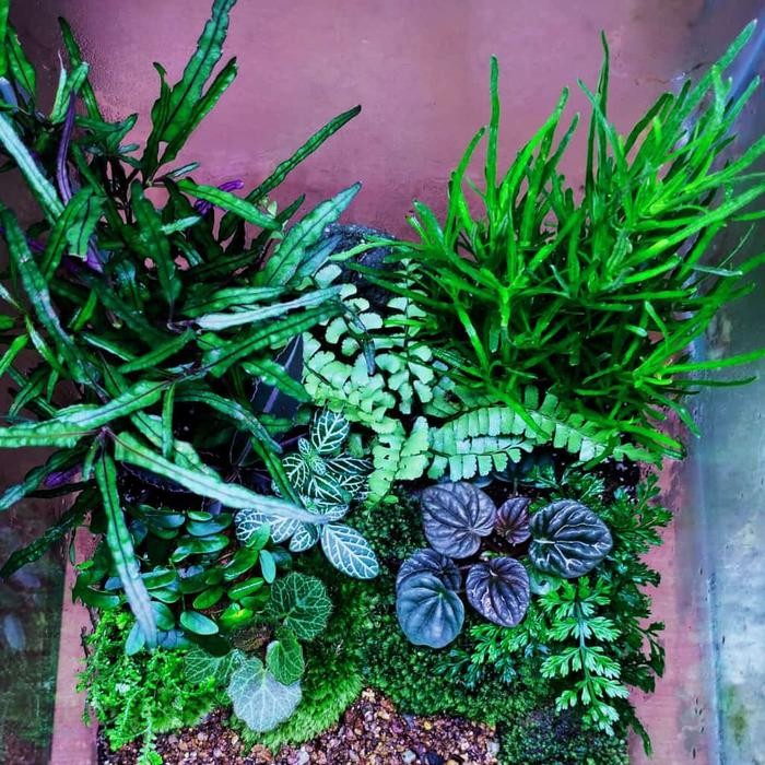 Paket Tanaman Terrarium Natural Paludarium Indoorplant