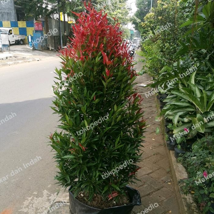 Tanaman PUCUK MERAH BESAR sudah rimbun banget, pucuk merah