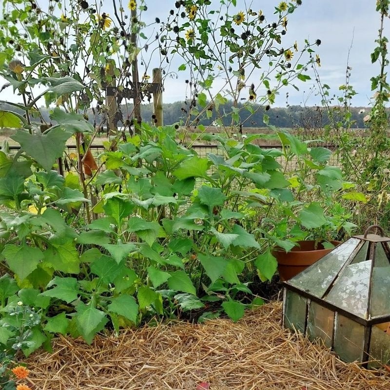 Flowersbloom Bibit Tanaman Umbi Manis Yacon/Yakon (Smallanthus Sonchifolius)