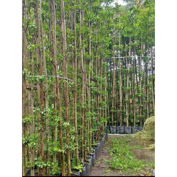 Flowersbloom Ketapang Kencana 2,5 Meter +- Batang Besar Sap Banyak