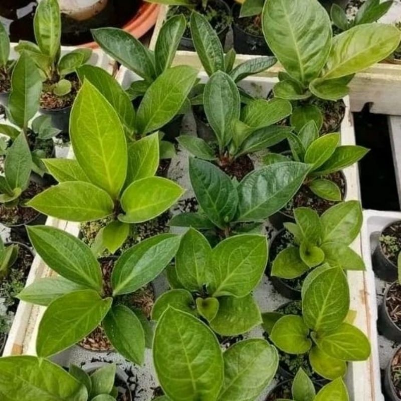 Happygardens Diary Petani - Anthurium Jemani Mangkok Remaja Bagus