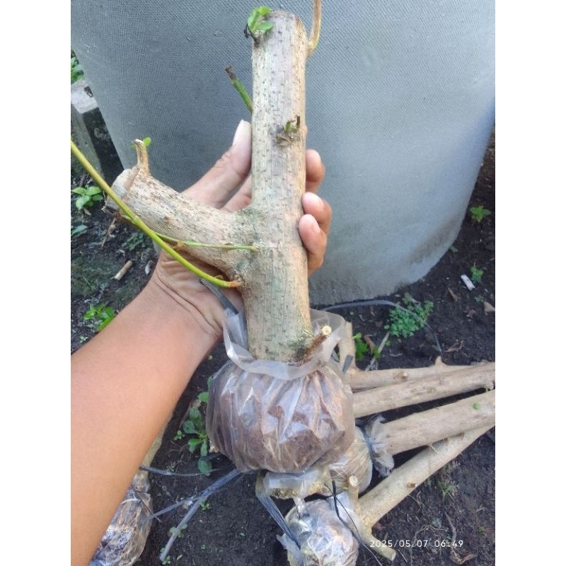 Happygardens Sancang Hasil Cangkok