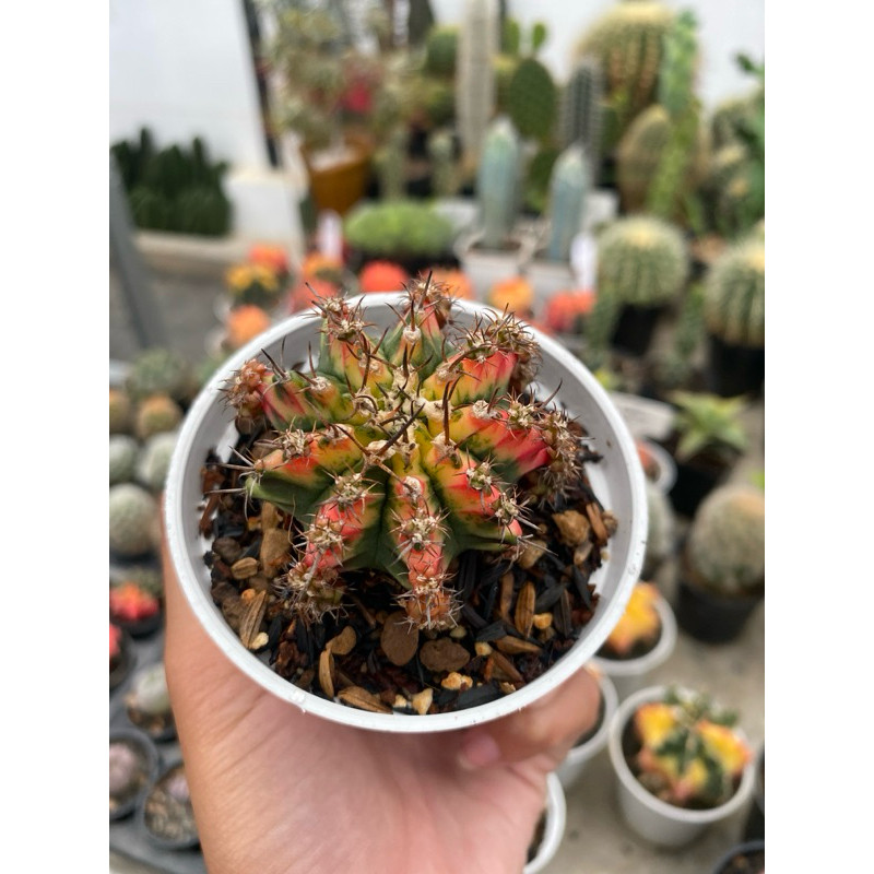 Happygardens Kaktus Gymnocalicium Miha Variegata