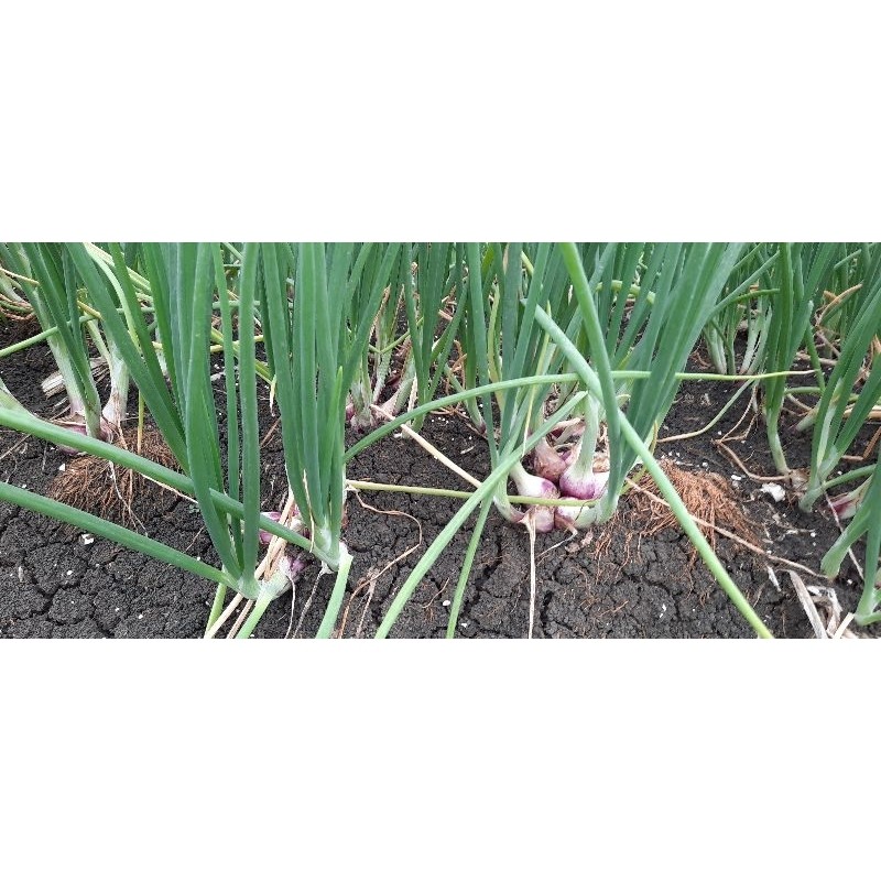 Happygardens Bibit Bawang Merah Bima Brebes 1Kg#Bibit Bawang Merah #Bibit Bersertifikat Biru A1