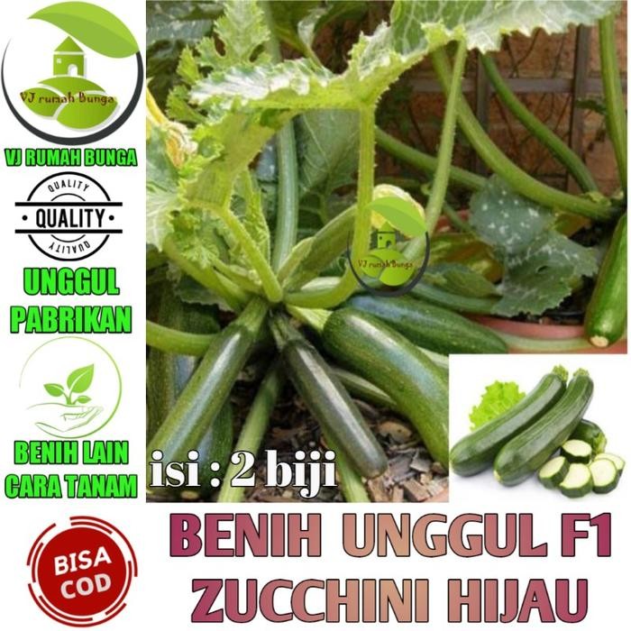 Ready Stock Benih Bibit Zucchini Hijau Zucchini Kuning