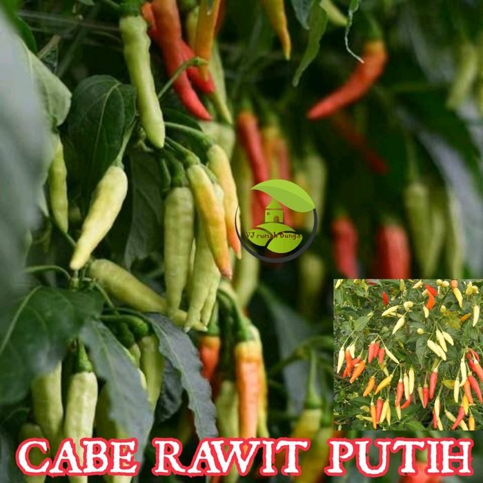 Ready Stock Benih Bibit Cabe Rawit Putih Setan Cabai Rawit Setan