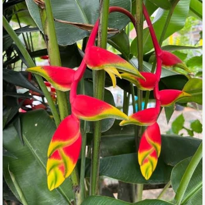 Ready Stock Tanaman Hias Pisang Betet - Heliconia Betet