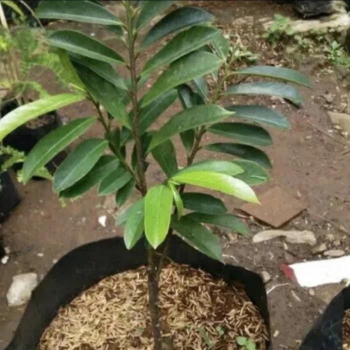 Bibit Tanaman Sirsak Madu Jumbo - Tanaman Sirsak Jumbo