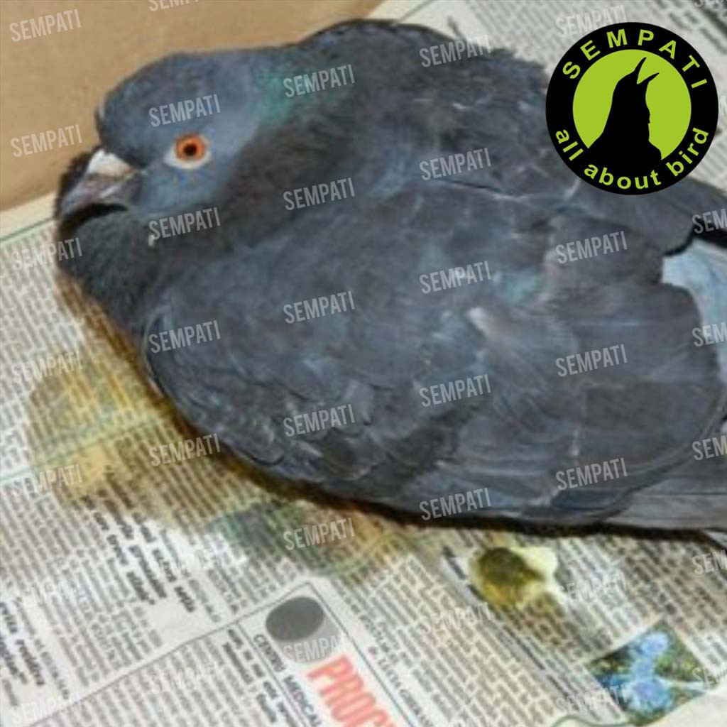 SEMPATI ENROCCINE VITAREST OBAT BURUNG MERPATI BERAK HIJAU KAPUR SNOT NGOROK ANTI MIKROBA