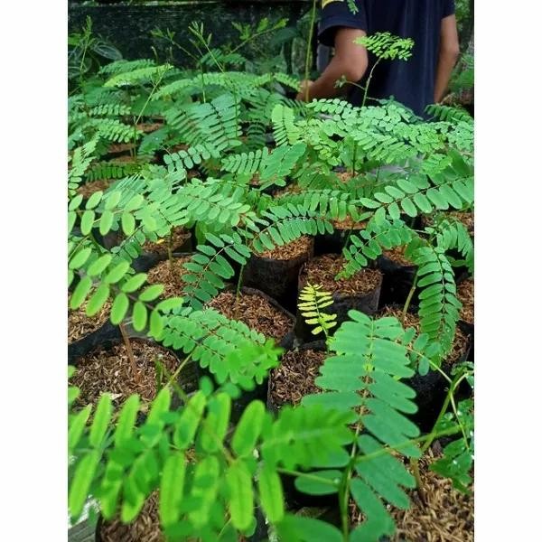 

bibit tanaman hias solobium pakis brazil