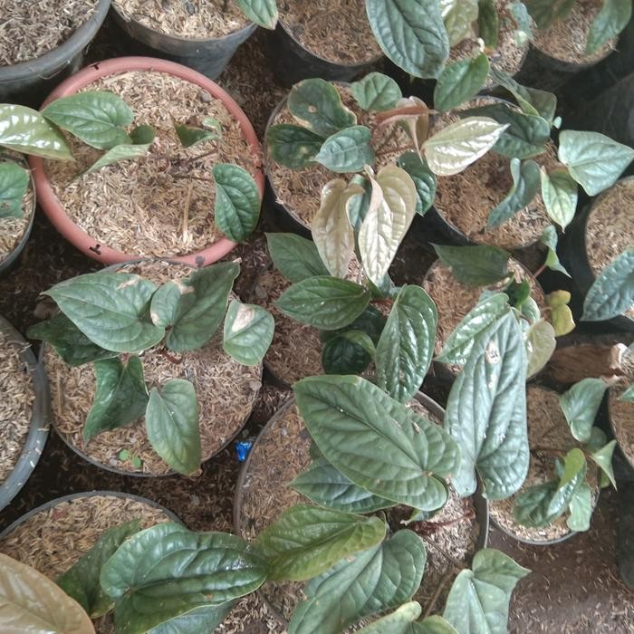 

bibit tanaman anthurium sirih/anturium sirih