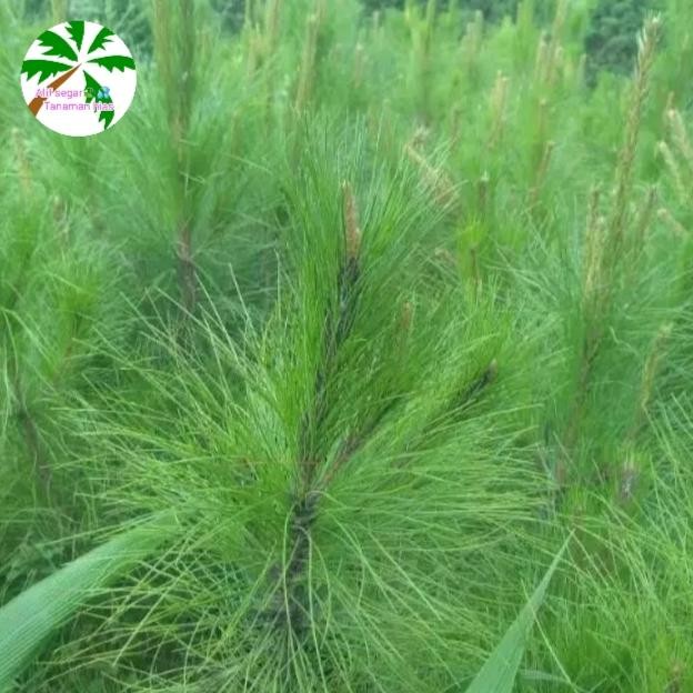 

bibit pohon cemara pinus/tanaman hias pohon pinus