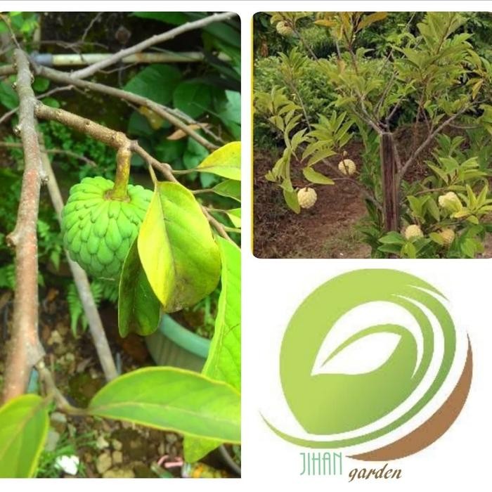 

bibit tanaman buah srikaya/pohon srikaya