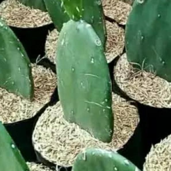 

bibit tanaman hias kaktus micky