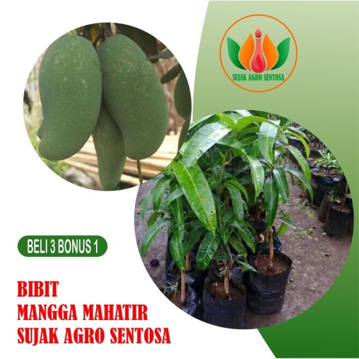 

Bibit Buah Tanaman Mangga Mahatir
