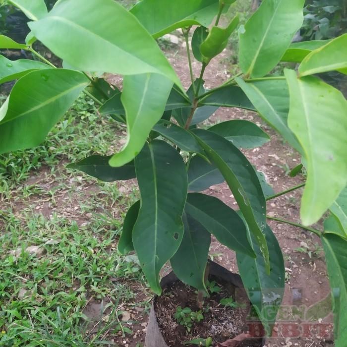 

Bibit tanaman pohon jambu madu Deli