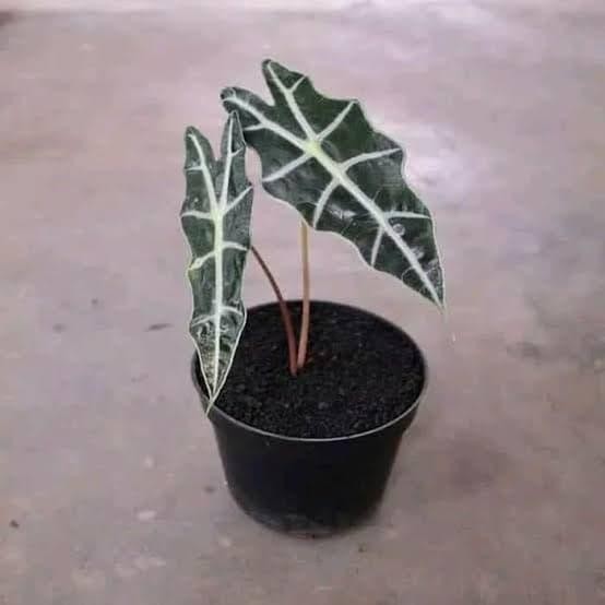 

Bibit Tanaman Bunga Keladi Amazon - Tanaman Hias