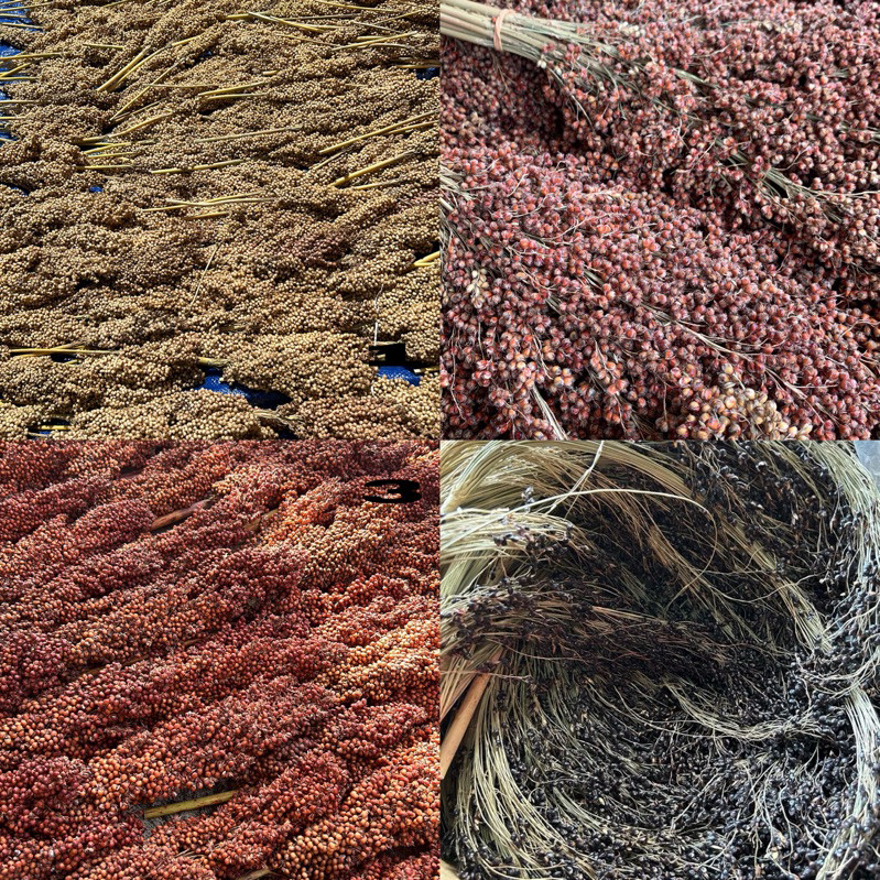 Sorgum Putih Merah Hitam Spray 1KG Sorgum Hamster White Sorgum Black sorgum Red Sorgum Sorgum